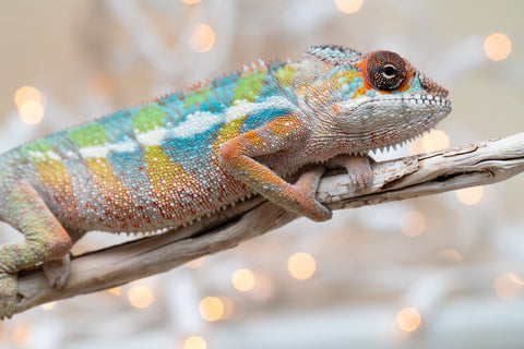 Holdbacks/Individuals: Last Ever Ambilobe offspring from "Fanaperana" (AKA Pristine) x "Raozy-rano" (AKA Rose Water) - Hatched Nov - Dec 2025 - Male #1