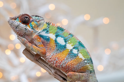 Holdbacks/Individuals: Last Ever Ambilobe offspring from "Fanaperana" (AKA Pristine) x "Raozy-rano" (AKA Rose Water) - Hatched Nov - Dec 2025 - Male #1