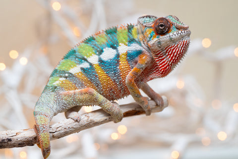 Holdbacks/Individuals: Last Ever Ambilobe offspring from "Fanaperana" (AKA Pristine) x "Raozy-rano" (AKA Rose Water) - Hatched Nov - Dec 2025 - Male #1