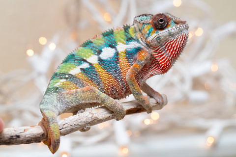 Holdbacks/Individuals: Last Ever Ambilobe offspring from "Fanaperana" (AKA Pristine) x "Raozy-rano" (AKA Rose Water) - Hatched Nov - Dec 2025 - Male #1