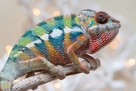 Holdbacks/Individuals: Last Ever Ambilobe offspring from "Fanaperana" (AKA Pristine) x "Raozy-rano" (AKA Rose Water) - Hatched Nov - Dec 2025 - Male #1