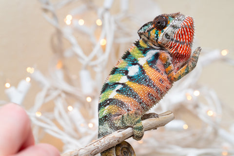 Holdbacks/Individuals: Last Ever Ambilobe offspring from "Fanaperana" (AKA Pristine) x "Raozy-rano" (AKA Rose Water) - Hatched Nov - Dec 2025 - Male #1