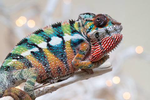 Holdbacks/Individuals: Last Ever Ambilobe offspring from "Fanaperana" (AKA Pristine) x "Raozy-rano" (AKA Rose Water) - Hatched Nov - Dec 2025 - Male #1