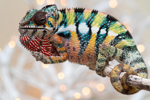 Holdbacks/Individuals: Last Ever Ambilobe offspring from "Fanaperana" (AKA Pristine) x "Raozy-rano" (AKA Rose Water) - Hatched Nov - Dec 2025 - Male #1