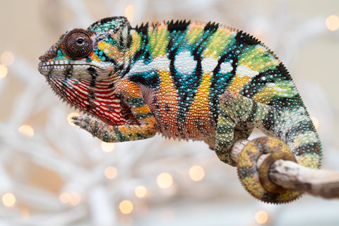 Holdbacks/Individuals: Last Ever Ambilobe offspring from "Fanaperana" (AKA Pristine) x "Raozy-rano" (AKA Rose Water) - Hatched Nov - Dec 2025 - Male #1