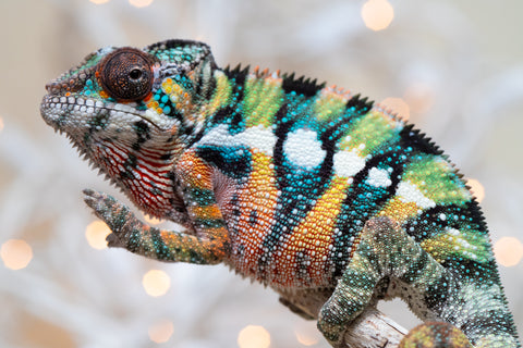 Holdbacks/Individuals: Last Ever Ambilobe offspring from "Fanaperana" (AKA Pristine) x "Raozy-rano" (AKA Rose Water) - Hatched Nov - Dec 2025 - Male #1