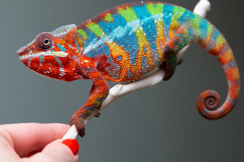 Ambilobe From "Fanaperana" (AKA Pristine) x "Raozy-rano" (AKA Rose Water) - Hatched Nov - Dec 2025 - Male #3 - Last Ever From Pristine!