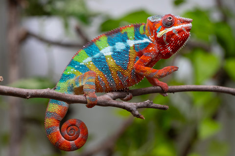 Ambilobe From "Fanaperana" (AKA Pristine) x "Raozy-rano" (AKA Rose Water) - Hatched Nov - Dec 2025 - Male #3 - Last Ever From Pristine!