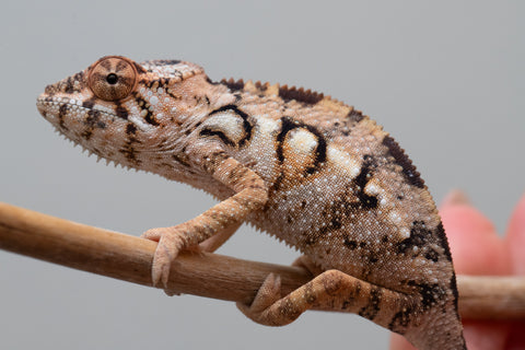 Holdbacks/Individuals: Ambilobe offspring from Fanaperana (AKA Pristine) x Teti-dratsy (AKA Conspiracy) - Hatched Feb - March 2025 - Female #1