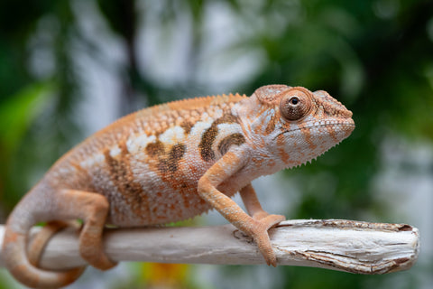 Holdbacks/Individuals: Ambilobe offspring from Fanaperana (AKA Pristine) x Teti-dratsy (AKA Conspiracy) - Hatched Feb - March 2025 - Female #2