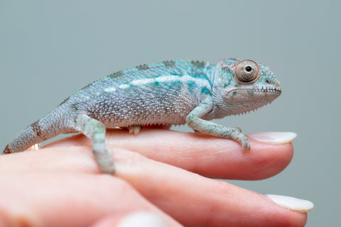 Holdbacks/Individuals: Ambilobe offspring from Fanaperana (AKA Pristine) x Teti-dratsy (AKA Conspiracy) - Hatched Feb - March 2025 - Male #1