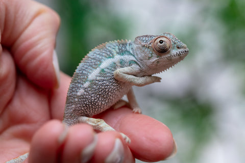 Holdbacks/Individuals: Ambilobe offspring from Fanaperana (AKA Pristine) x Teti-dratsy (AKA Conspiracy) - Hatched Feb - March 2025 - Male #1