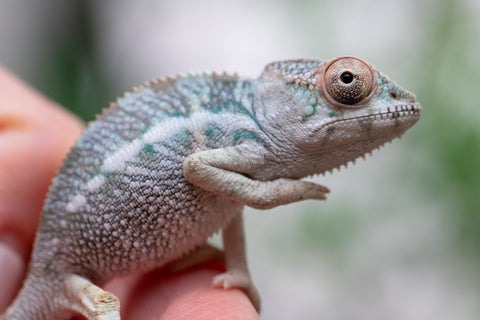 Holdbacks/Individuals: Ambilobe offspring from Fanaperana (AKA Pristine) x Teti-dratsy (AKA Conspiracy) - Hatched Feb - March 2025 - Male #1