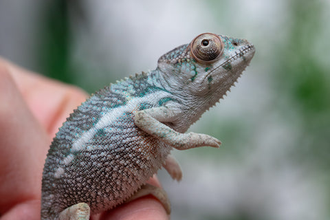 Holdbacks/Individuals: Ambilobe offspring from Fanaperana (AKA Pristine) x Teti-dratsy (AKA Conspiracy) - Hatched Feb - March 2025 - Male #1