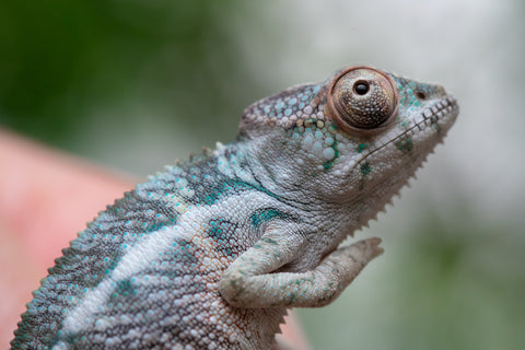 Holdbacks/Individuals: Ambilobe offspring from Fanaperana (AKA Pristine) x Teti-dratsy (AKA Conspiracy) - Hatched Feb - March 2025 - Male #1