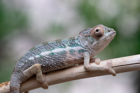 Holdbacks/Individuals: Ambilobe offspring from Fanaperana (AKA Pristine) x Teti-dratsy (AKA Conspiracy) - Hatched Feb - March 2025 - Male #1