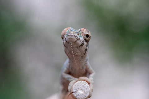 Holdbacks/Individuals: Ambilobe offspring from Fanaperana (AKA Pristine) x Teti-dratsy (AKA Conspiracy) - Hatched Feb - March 2025 - Male #1