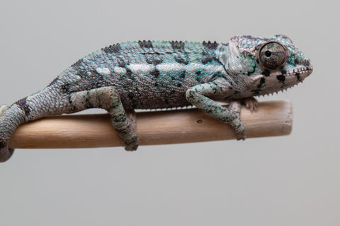 Holdbacks/Individuals: Ambilobe offspring from Fanaperana (AKA Pristine) x Teti-dratsy (AKA Conspiracy) - Hatched Feb - March 2025 - Male #1