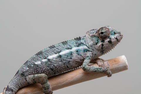 Holdbacks/Individuals: Ambilobe offspring from Fanaperana (AKA Pristine) x Teti-dratsy (AKA Conspiracy) - Hatched Feb - March 2025 - Male #1