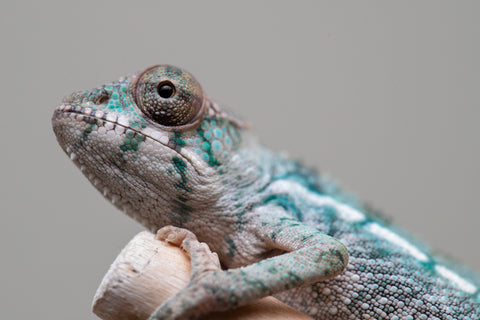 Holdbacks/Individuals: Ambilobe offspring from Fanaperana (AKA Pristine) x Teti-dratsy (AKA Conspiracy) - Hatched Feb - March 2025 - Male #1