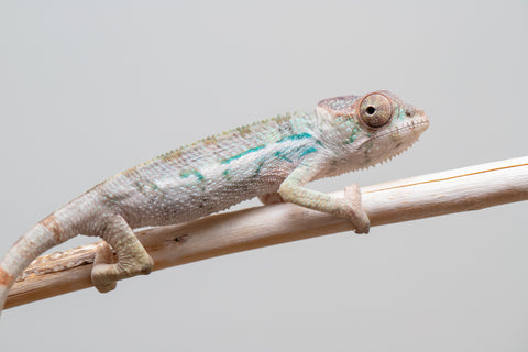 Holdbacks/Individuals: Ambilobe offspring from Fanaperana (AKA Pristine) x Teti-dratsy (AKA Conspiracy) - Hatched Feb - March 2025 - Male #2