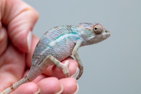 Holdbacks/Individuals: Ambilobe offspring from Fanaperana (AKA Pristine) x Teti-dratsy (AKA Conspiracy) - Hatched Feb - March 2025 - Male #2