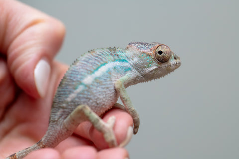 Holdbacks/Individuals: Ambilobe offspring from Fanaperana (AKA Pristine) x Teti-dratsy (AKA Conspiracy) - Hatched Feb - March 2025 - Male #2
