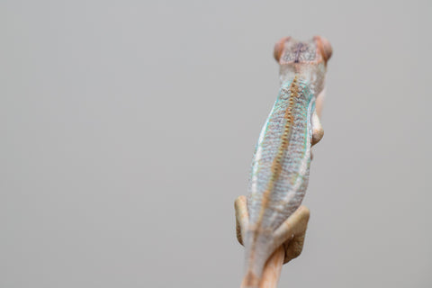 Holdbacks/Individuals: Ambilobe offspring from Fanaperana (AKA Pristine) x Teti-dratsy (AKA Conspiracy) - Hatched Feb - March 2025 - Male #2