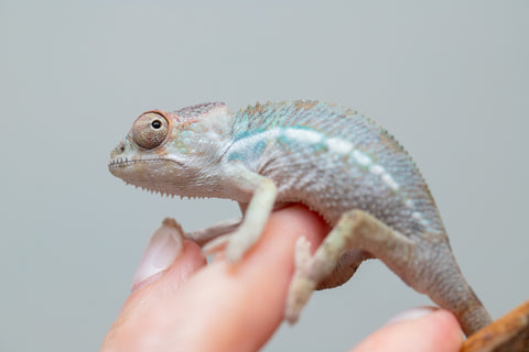 Holdbacks/Individuals: Ambilobe offspring from Fanaperana (AKA Pristine) x Teti-dratsy (AKA Conspiracy) - Hatched Feb - March 2025 - Male #2