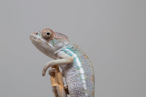 Holdbacks/Individuals: Ambilobe offspring from Fanaperana (AKA Pristine) x Teti-dratsy (AKA Conspiracy) - Hatched Feb - March 2025 - Male #2