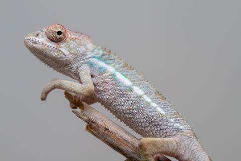 Holdbacks/Individuals: Ambilobe offspring from Fanaperana (AKA Pristine) x Teti-dratsy (AKA Conspiracy) - Hatched Feb - March 2025 - Male #2