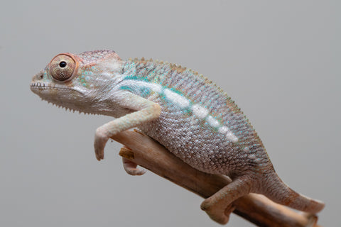 Holdbacks/Individuals: Ambilobe offspring from Fanaperana (AKA Pristine) x Teti-dratsy (AKA Conspiracy) - Hatched Feb - March 2025 - Male #2