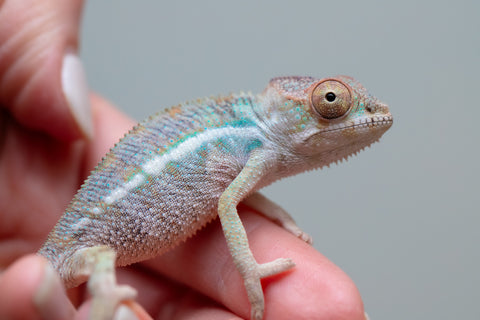 Holdbacks/Individuals: Ambilobe offspring from Fanaperana (AKA Pristine) x Teti-dratsy (AKA Conspiracy) - Hatched Feb - March 2025 - Male #2
