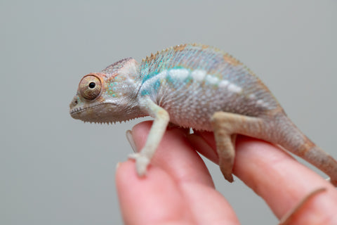 Holdbacks/Individuals: Ambilobe offspring from Fanaperana (AKA Pristine) x Teti-dratsy (AKA Conspiracy) - Hatched Feb - March 2025 - Male #2