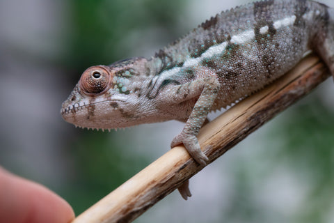 Holdbacks/Individuals: Ambilobe offspring from Fanaperana (AKA Pristine) x Teti-dratsy (AKA Conspiracy) - Hatched Feb - March 2025 - Male #3