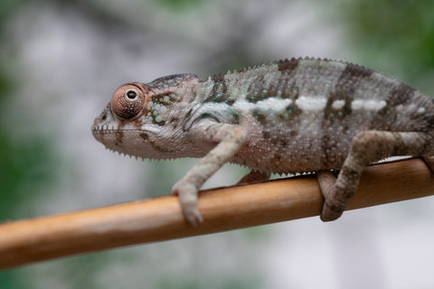 Holdbacks/Individuals: Ambilobe offspring from Fanaperana (AKA Pristine) x Teti-dratsy (AKA Conspiracy) - Hatched Feb - March 2025 - Male #3