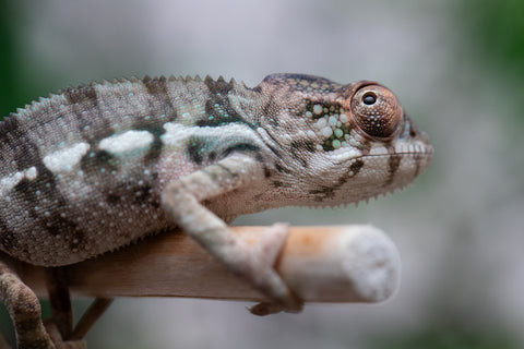 Holdbacks/Individuals: Ambilobe offspring from Fanaperana (AKA Pristine) x Teti-dratsy (AKA Conspiracy) - Hatched Feb - March 2025 - Male #3