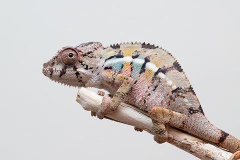 Holdbacks/Individuals: Ambilobe offspring from Fanaperana (AKA Pristine) x Teti-dratsy (AKA Conspiracy) - Hatched April 2025 - Male #1