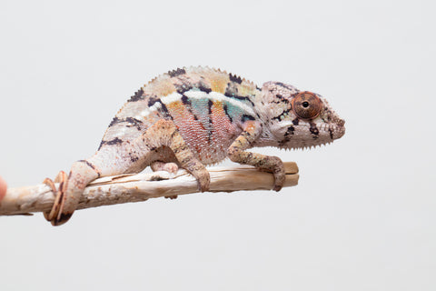 Holdbacks/Individuals: Ambilobe offspring from Fanaperana (AKA Pristine) x Teti-dratsy (AKA Conspiracy) - Hatched April 2025 - Male #1