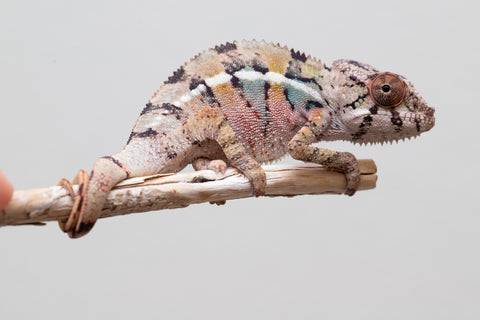 Holdbacks/Individuals: Ambilobe offspring from Fanaperana (AKA Pristine) x Teti-dratsy (AKA Conspiracy) - Hatched April 2025 - Male #1