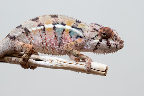 Holdbacks/Individuals: Ambilobe offspring from Fanaperana (AKA Pristine) x Teti-dratsy (AKA Conspiracy) - Hatched April 2025 - Male #1