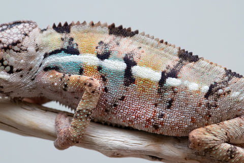 Holdbacks/Individuals: Ambilobe offspring from Fanaperana (AKA Pristine) x Teti-dratsy (AKA Conspiracy) - Hatched April 2025 - Male #1
