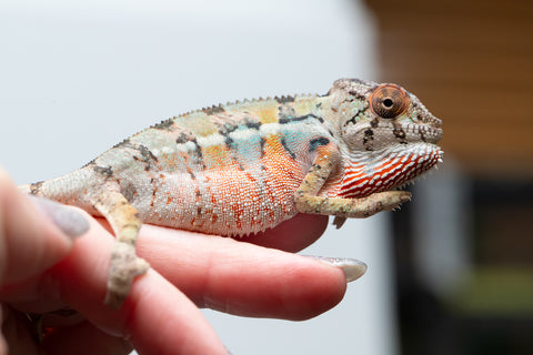 Holdbacks/Individuals: Ambilobe offspring from Fanaperana (AKA Pristine) x Teti-dratsy (AKA Conspiracy) - Hatched April 2025 - Male #1