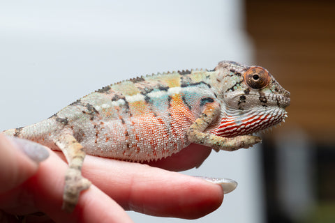 Holdbacks/Individuals: Ambilobe offspring from Fanaperana (AKA Pristine) x Teti-dratsy (AKA Conspiracy) - Hatched April 2025 - Male #1