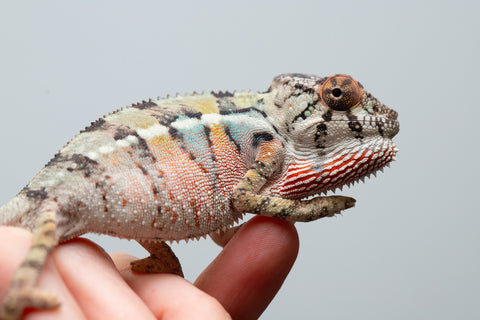 Holdbacks/Individuals: Ambilobe offspring from Fanaperana (AKA Pristine) x Teti-dratsy (AKA Conspiracy) - Hatched April 2025 - Male #1
