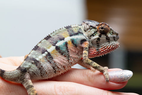 Holdbacks/Individuals: Ambilobe offspring from Fanaperana (AKA Pristine) x Teti-dratsy (AKA Conspiracy) - Hatched April 2025 - Male #1