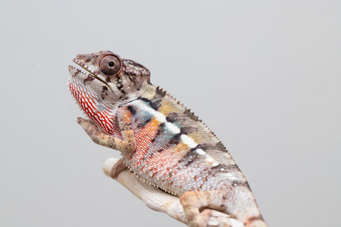 Holdbacks/Individuals: Ambilobe offspring from Fanaperana (AKA Pristine) x Teti-dratsy (AKA Conspiracy) - Hatched April 2025 - Male #1