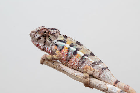 Holdbacks/Individuals: Ambilobe offspring from Fanaperana (AKA Pristine) x Teti-dratsy (AKA Conspiracy) - Hatched April 2025 - Male #1