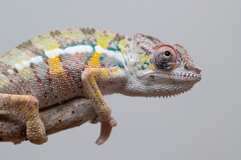 Holdbacks/Individuals: Ambilobe offspring from Fanaperana (AKA Pristine) x Teti-dratsy (AKA Conspiracy) - Hatched April 2025 - Male #2