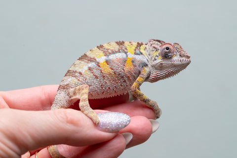 Holdbacks/Individuals: Ambilobe offspring from Fanaperana (AKA Pristine) x Teti-dratsy (AKA Conspiracy) - Hatched April 2025 - Male #2